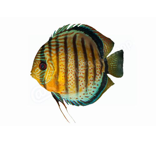 de Visvoer WebWinkel Sticker Discus (Symphysodon aequifasciatus)