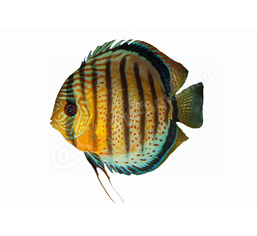 Sticker Discus (Symphysodon aequifasciatus)