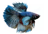 Sticker Betta splendens “Elephant Ear”