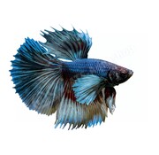de Visvoer WebWinkel Sticker Betta splendens “Elephant Ear”