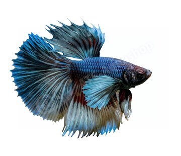 de Visvoer WebWinkel Sticker Betta splendens “Elephant Ear”