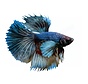 Sticker Betta splendens “Elephant Ear”