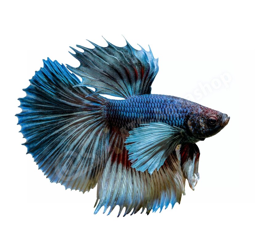 Sticker Betta splendens “Elephant Ear”