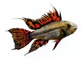 Sticker Apistogramma cacatuoides