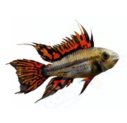 de Visvoer WebWinkel Sticker Apistogramma cacatuoides