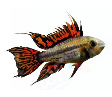 de Visvoer WebWinkel Sticker Apistogramma cacatuoides