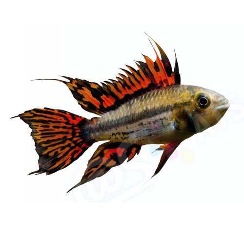 de Visvoer WebWinkel Sticker Apistogramma cacatuoides