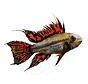 Sticker Apistogramma cacatuoides