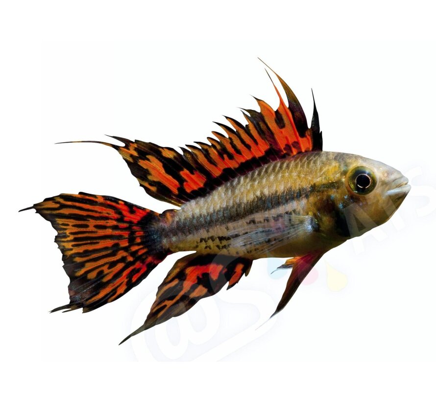 Sticker Apistogramma cacatuoides
