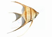 Sticker Maanvis (Pterophyllum altum)