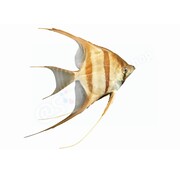 de Visvoer WebWinkel Sticker Maanvis (Pterophyllum altum)