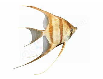 Sticker Maanvis (Pterophyllum altum)