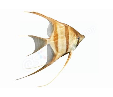 de Visvoer WebWinkel Sticker Maanvis (Pterophyllum altum)