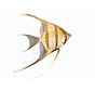 Sticker Maanvis (Pterophyllum altum)