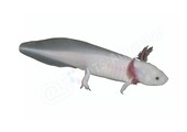 Sticker Axolotl (Ambystoma mexicanum) “White”