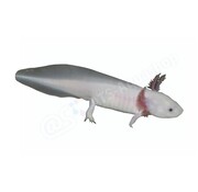de Visvoer WebWinkel Sticker Axolotl (Ambystoma mexicanum) “White”