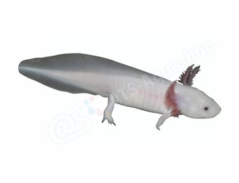 Sticker Axolotl (Ambystoma mexicanum) “White”