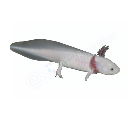 de Visvoer WebWinkel Sticker Axolotl (Ambystoma mexicanum) “White”