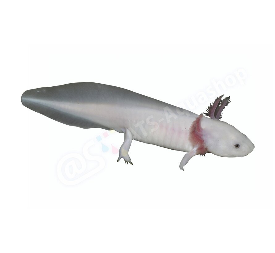 Sticker Axolotl (Ambystoma mexicanum) “White”