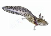 Sticker Axolotl (Ambystoma mexicanum)