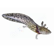 de Visvoer WebWinkel Sticker Axolotl (Ambystoma mexicanum)