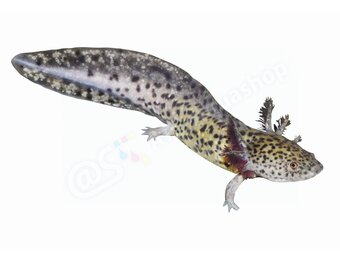 Sticker Axolotl (Ambystoma mexicanum)
