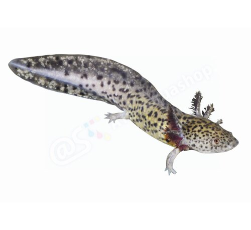 de Visvoer WebWinkel Sticker Axolotl (Ambystoma mexicanum)