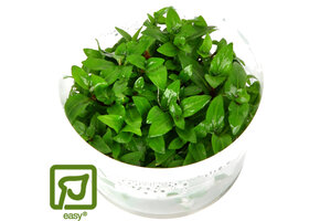 Restplant - Staurogyne repens - 1-2-Grow!