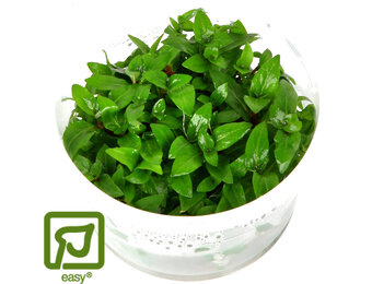 Restplant - Staurogyne repens - 1-2-Grow!