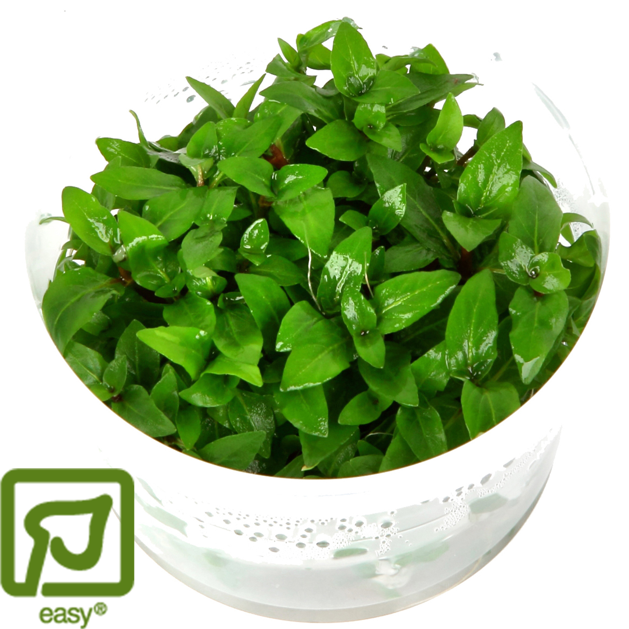 Restplant - Staurogyne repens - 1-2-Grow!