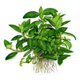 Restplant - Staurogyne repens - 1-2-Grow!