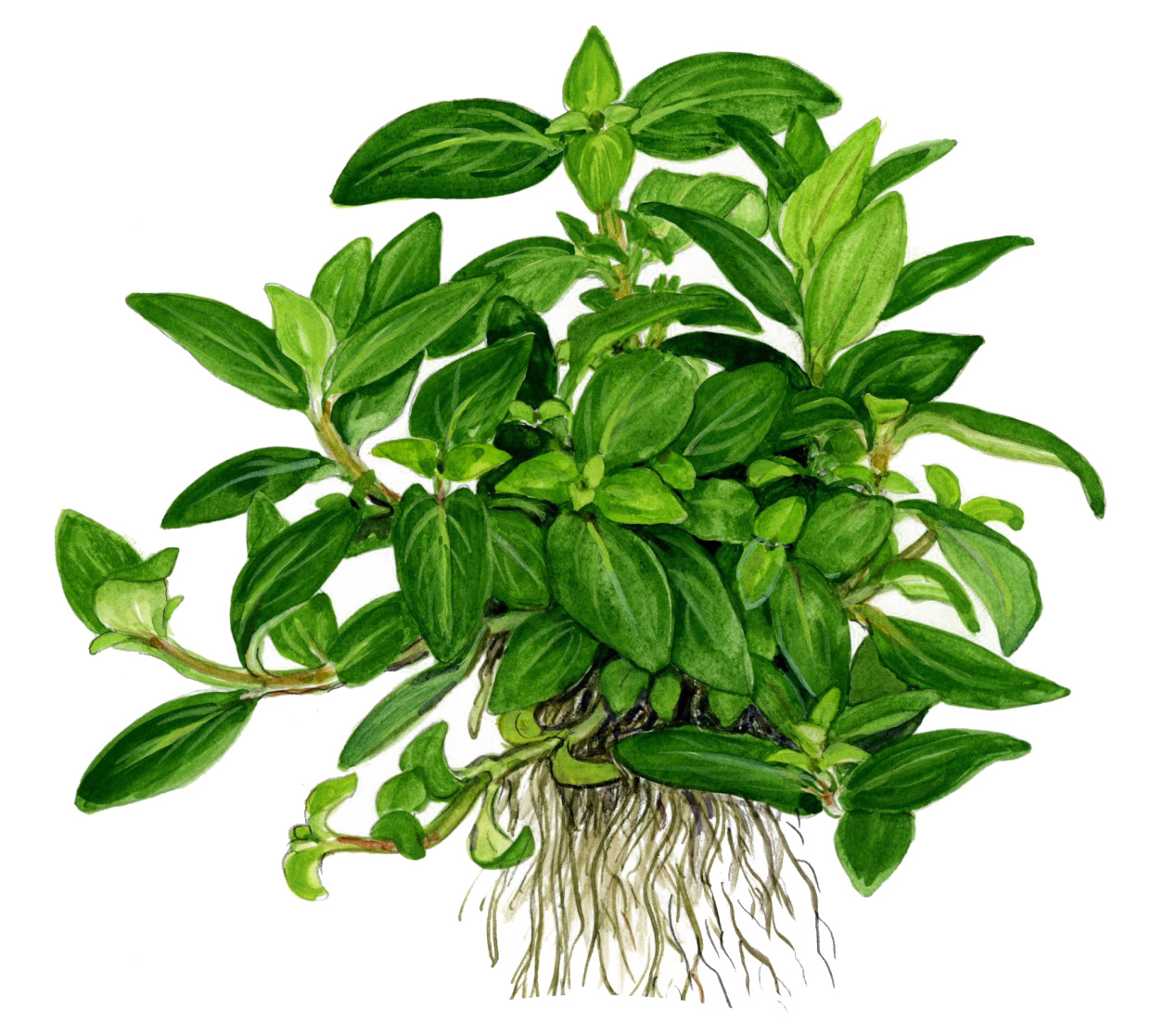 Restplant - Staurogyne repens - 1-2-Grow!