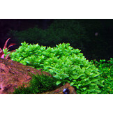 Restplant - Staurogyne repens - 1-2-Grow!