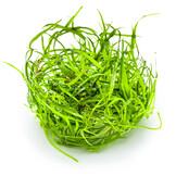 Sagittaria subulata Needle Leaf - 1-2-GROW!