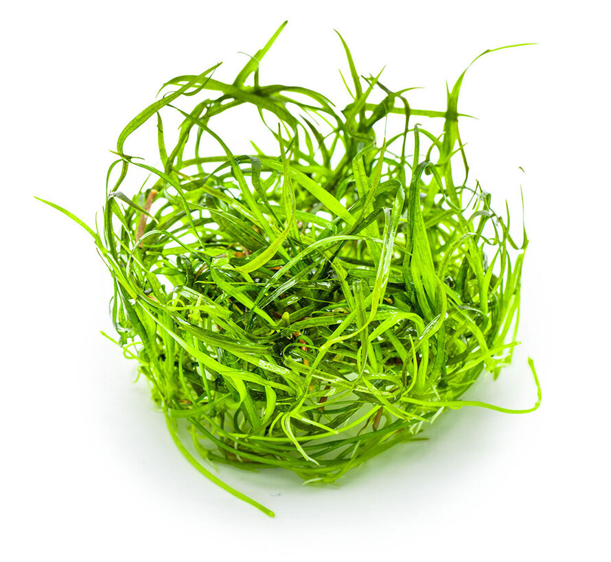 Sagittaria subulata Needle Leaf - 1-2-GROW!