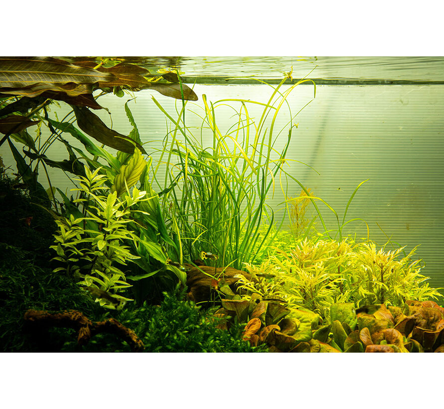 Sagittaria subulata Needle Leaf - 1-2-GROW!