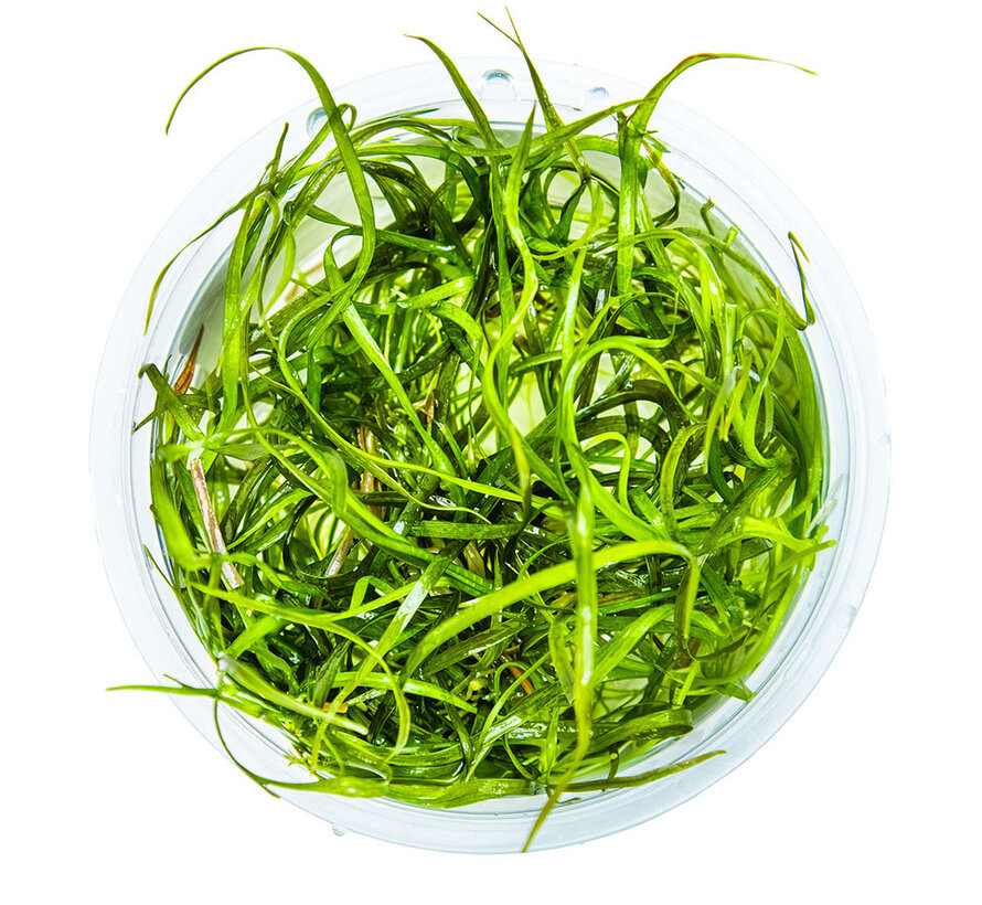 Sagittaria subulata Needle Leaf - 1-2-GROW!