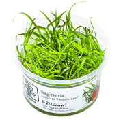 Tropica Sagittaria subulata Needle Leaf - 1-2-GROW!