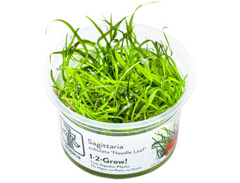 Sagittaria subulata Needle Leaf - 1-2-GROW!