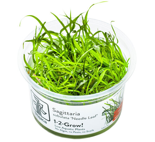 Tropica Sagittaria subulata Needle Leaf - 1-2-GROW!