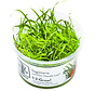 Sagittaria subulata Needle Leaf - 1-2-GROW!