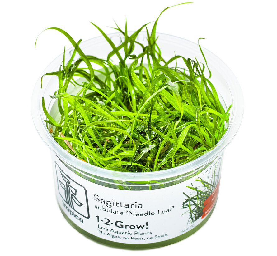 Sagittaria subulata Needle Leaf - 1-2-GROW!