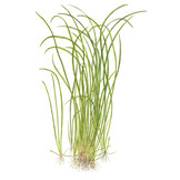 Sagittaria subulata Needle Leaf - 1-2-GROW!