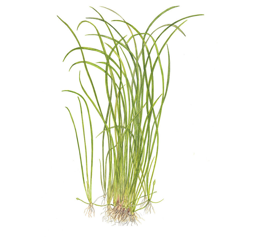 Sagittaria subulata Needle Leaf - 1-2-GROW!