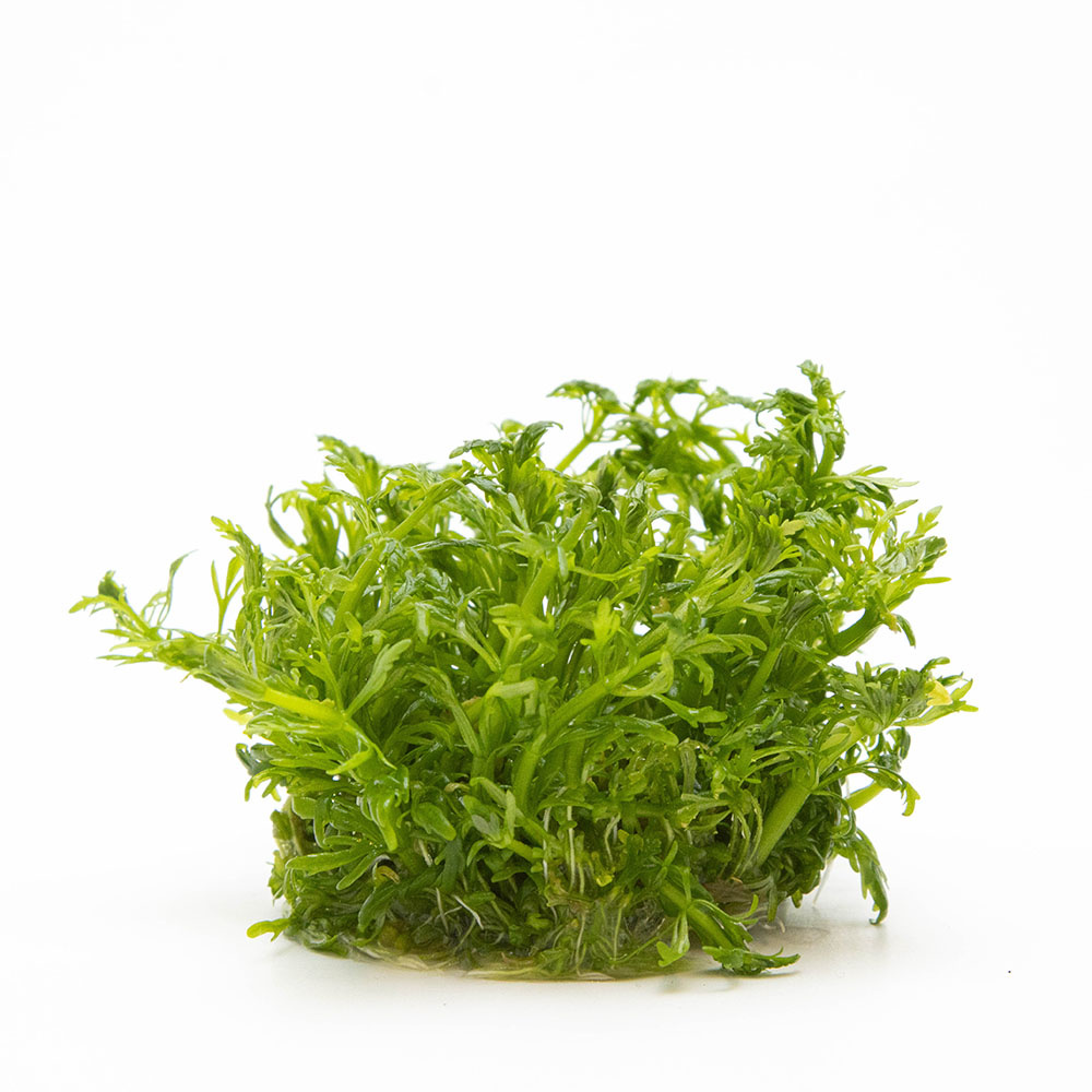 Limnophila aquatica - 1-2-GROW!