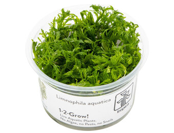 Limnophila aquatica - 1-2-GROW!