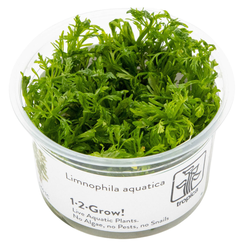 Limnophila aquatica - 1-2-GROW!