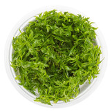 Limnophila aquatica - 1-2-GROW!