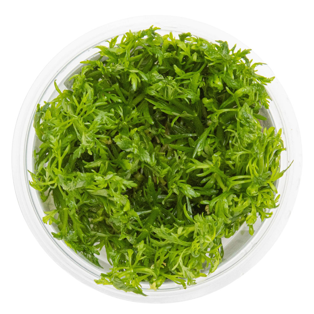 Limnophila aquatica - 1-2-GROW!