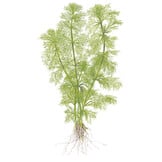 Limnophila aquatica - 1-2-GROW!
